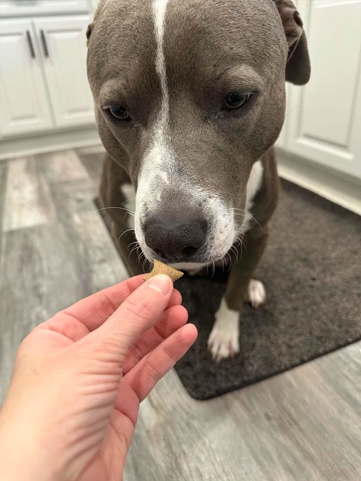 Beef & Cheese Treats