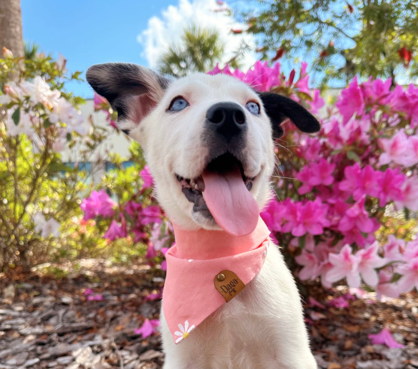 Daisy Pink